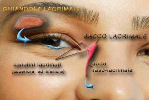 schema lacrimale umano